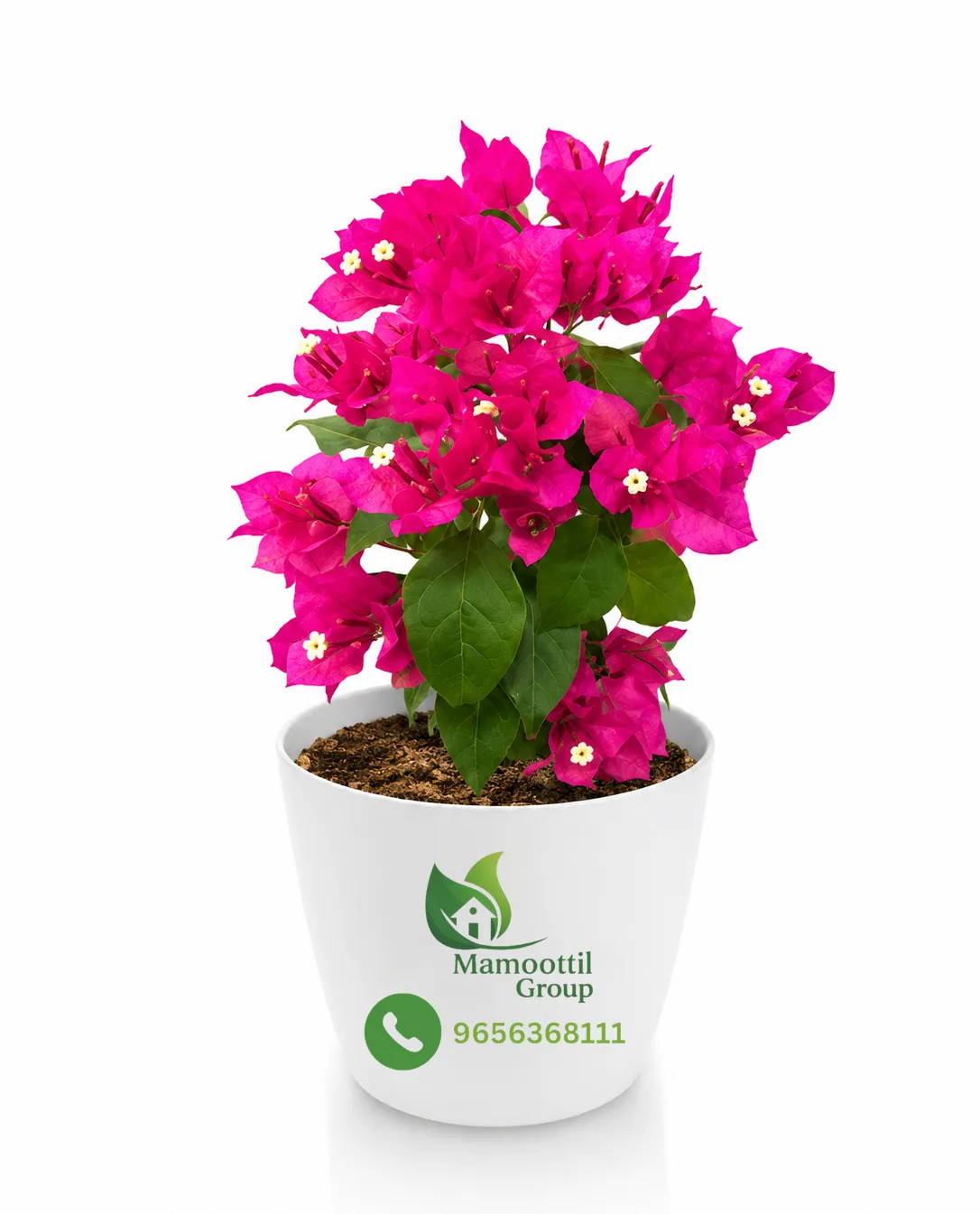 Deep Magenta Profile
